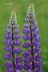 Vielblättrige Lupine (Lupinus polyphyllus)